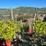 Poderi Zunino Ponti