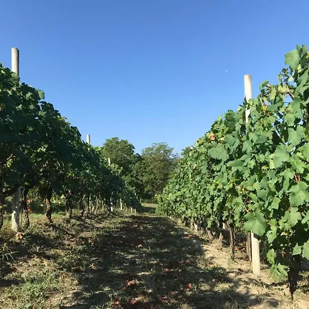Poderi Zunino Bauernhof
